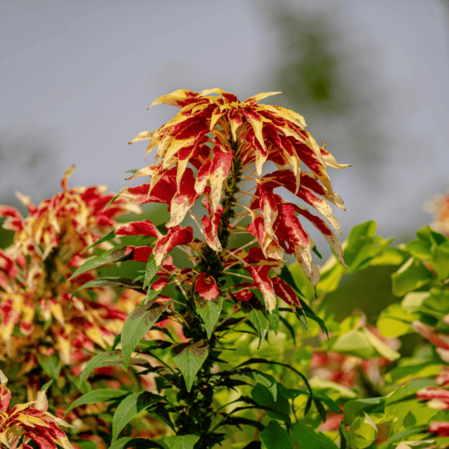 Amaranthus Tricolor Herbal Seeds (Pack Of - 100 Seeds)