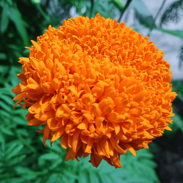 Hybrid Marigold (Orange) Flower Seeds (Pack Of - 40 Seeds)
