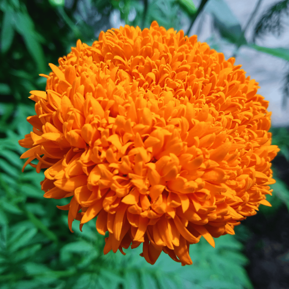 Hybrid Marigold (Orange) Flower Seeds (Pack Of - 40 Seeds)