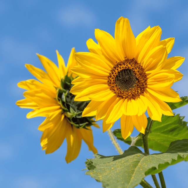 Sunflower (Russian) Flower Seeds (Pack Of - 20 Seeds)
