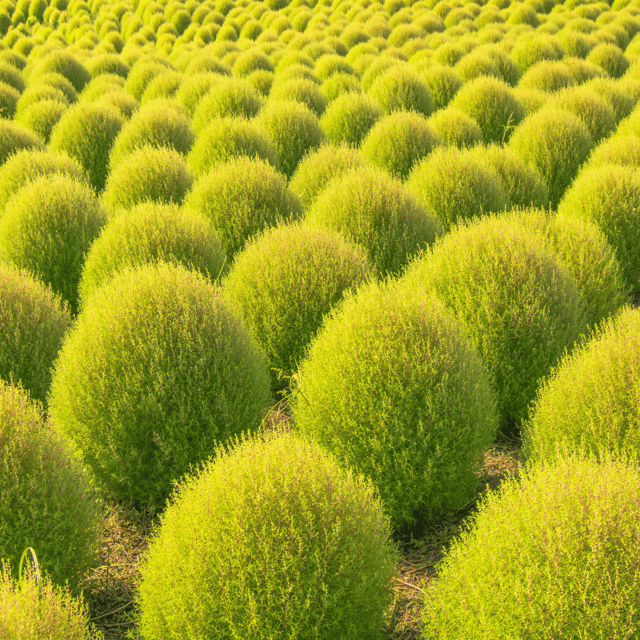 Kochia Bush Mix Seeds (Pack Of - 100 Seeds)