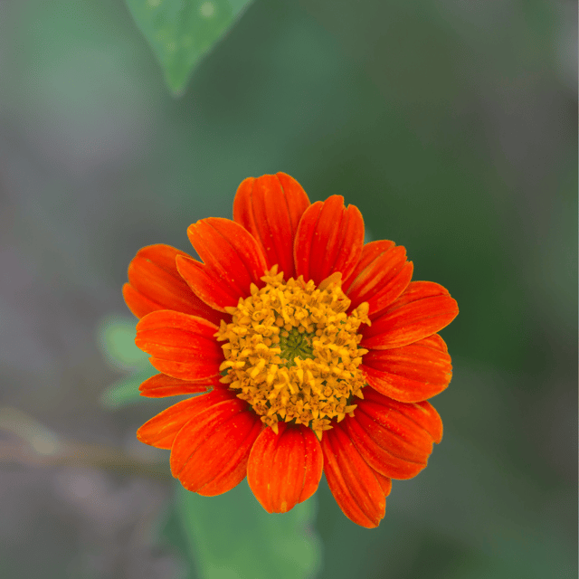 Tithonia (Orange) Flower Seeds (Pack Of - 20 Seeds)