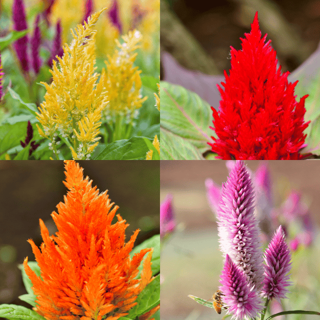 Celosia Mix Flower Seeds (Pack Of - 100 Seeds)