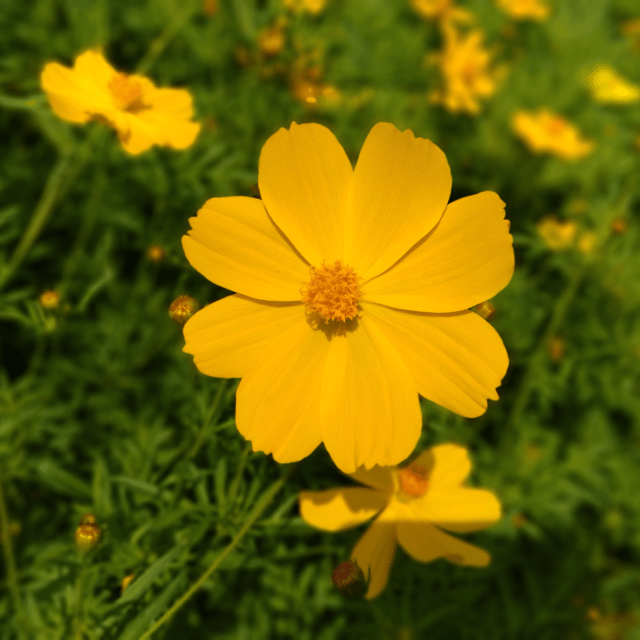 Cosmos (Yellow) Flower Seeds (Pack Of - 25 Seeds)