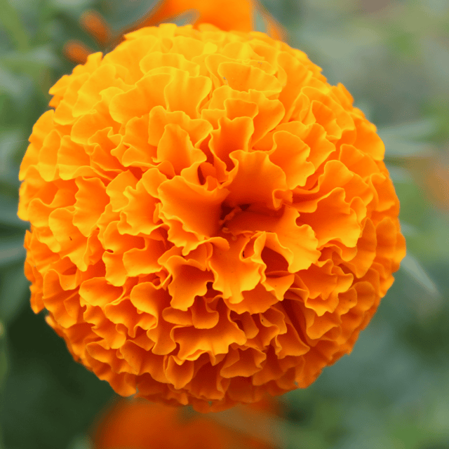 Marigold Summer Variety Flower Seeds (Pack Of - 40 Seeds)