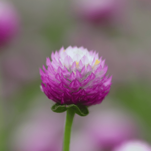 Gomphrena (Pink) Flower Seeds (Pack Of - 40 Seeds)