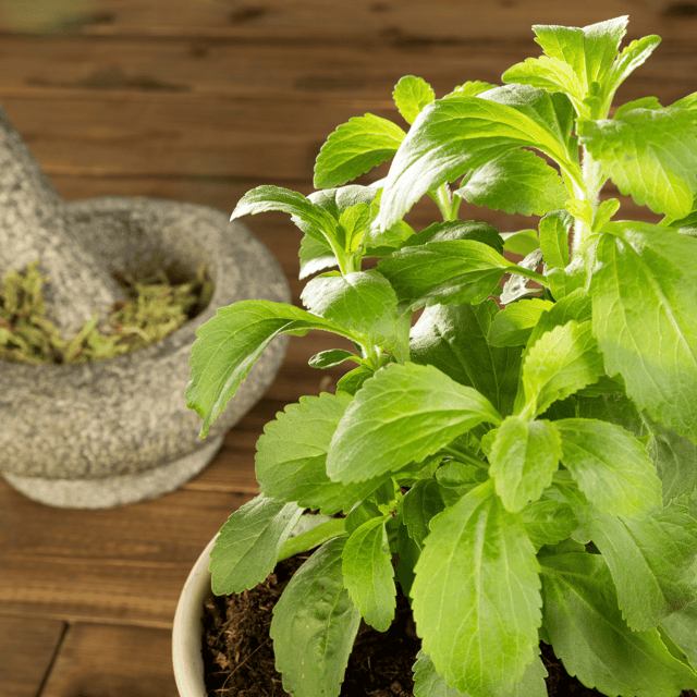 Organic Stevia Seeds (Pack Of - 50 Seeds)