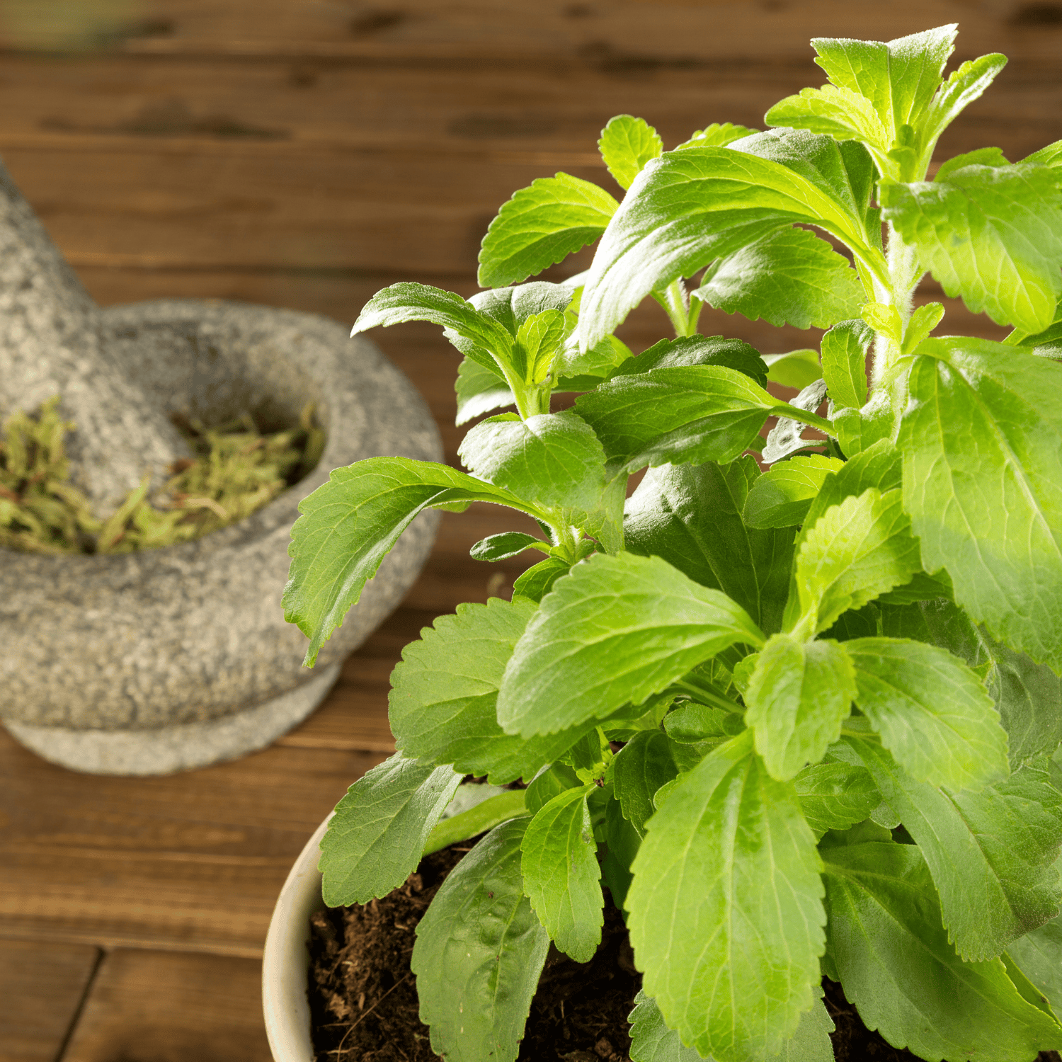Organic Stevia Seeds (Pack Of - 50 Seeds)