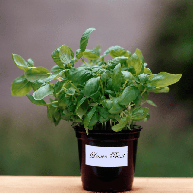 Organic Basil Lemon Seeds (Pack Of - 50 Seeds)