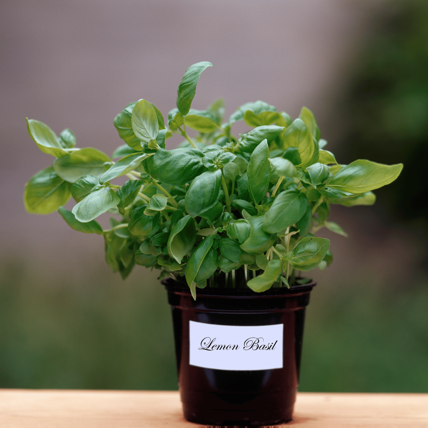 Organic Basil Lemon Seeds (Pack Of - 50 Seeds)