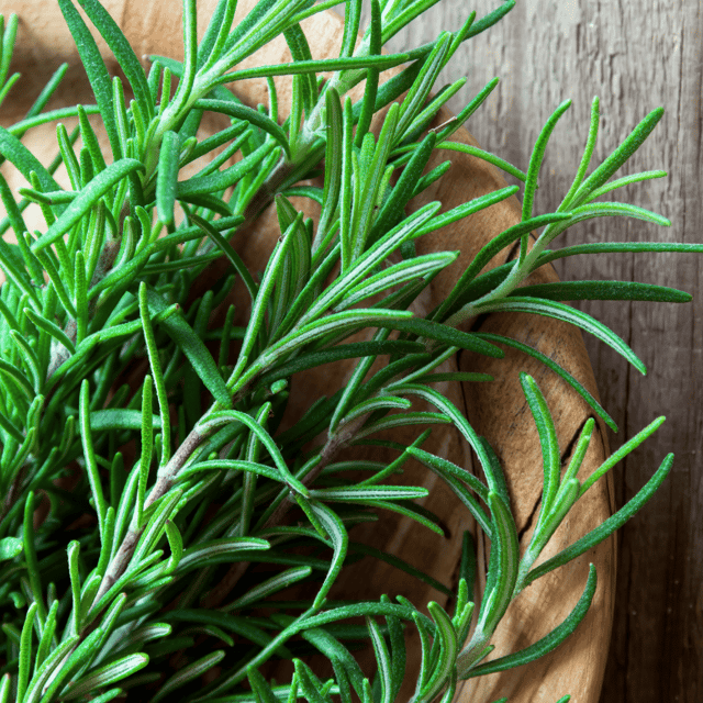 Organic Rosemary Seeds (Pack Of - 15 Seeds)