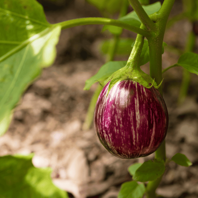Organic (Desi) Brinjal(Round) Seeds(Pack Of - 50 Seeds)
