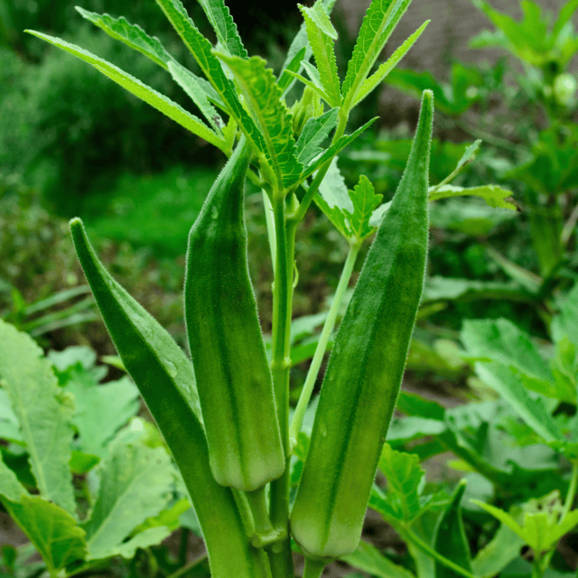 Organic (Desi) Bhindi / Lady Finger Seeds(Pack Of - 40 Seeds)