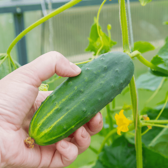 Organic (Desi) Cucumber/Kheera Seeds(Pack Of - 40 Seeds)