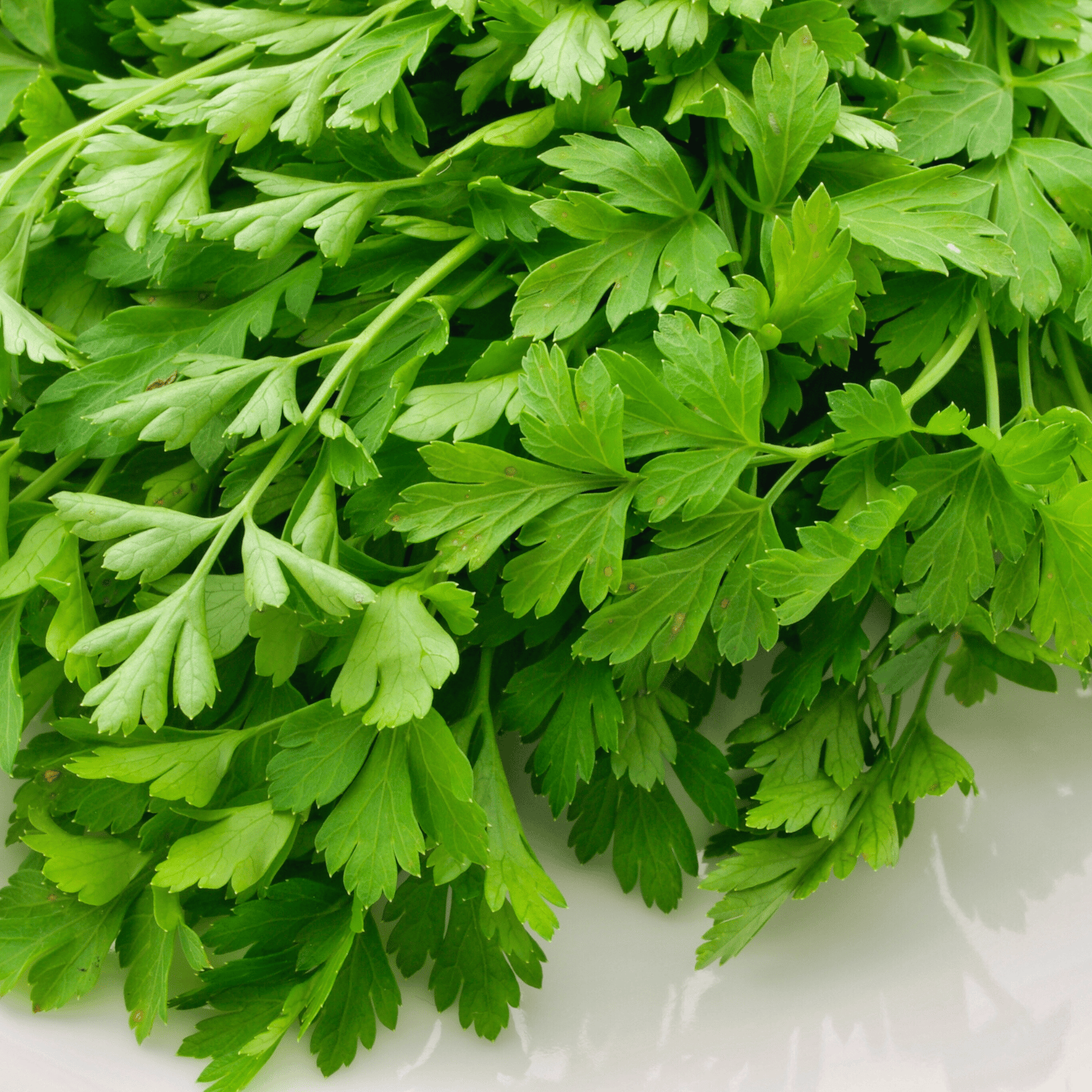 Organic (F3 Hybrid) Coriander Seeds(Pack Of - 200 Seeds)