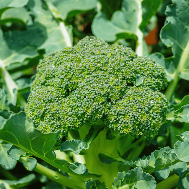 Organic (F2 Hybrid) Broccoli Seeds(Pack Of 30 Seeds)
