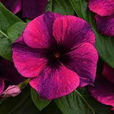 Vinca / Sadabahar (Striped) Flower Seeds (Pack Of 10 Seeds)