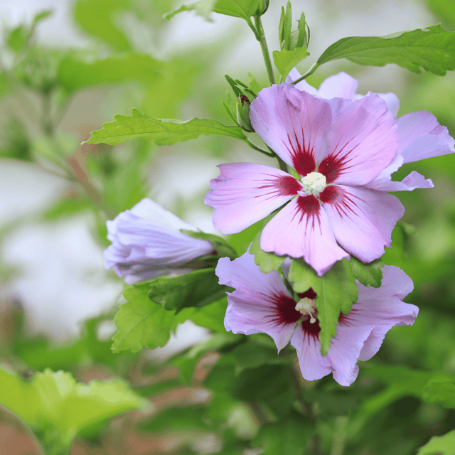 Pune Variety Hibiscus Flower Plant (Soft Purple)