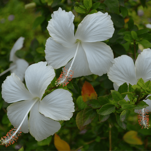 Desi white Hibiscus Flower Plant