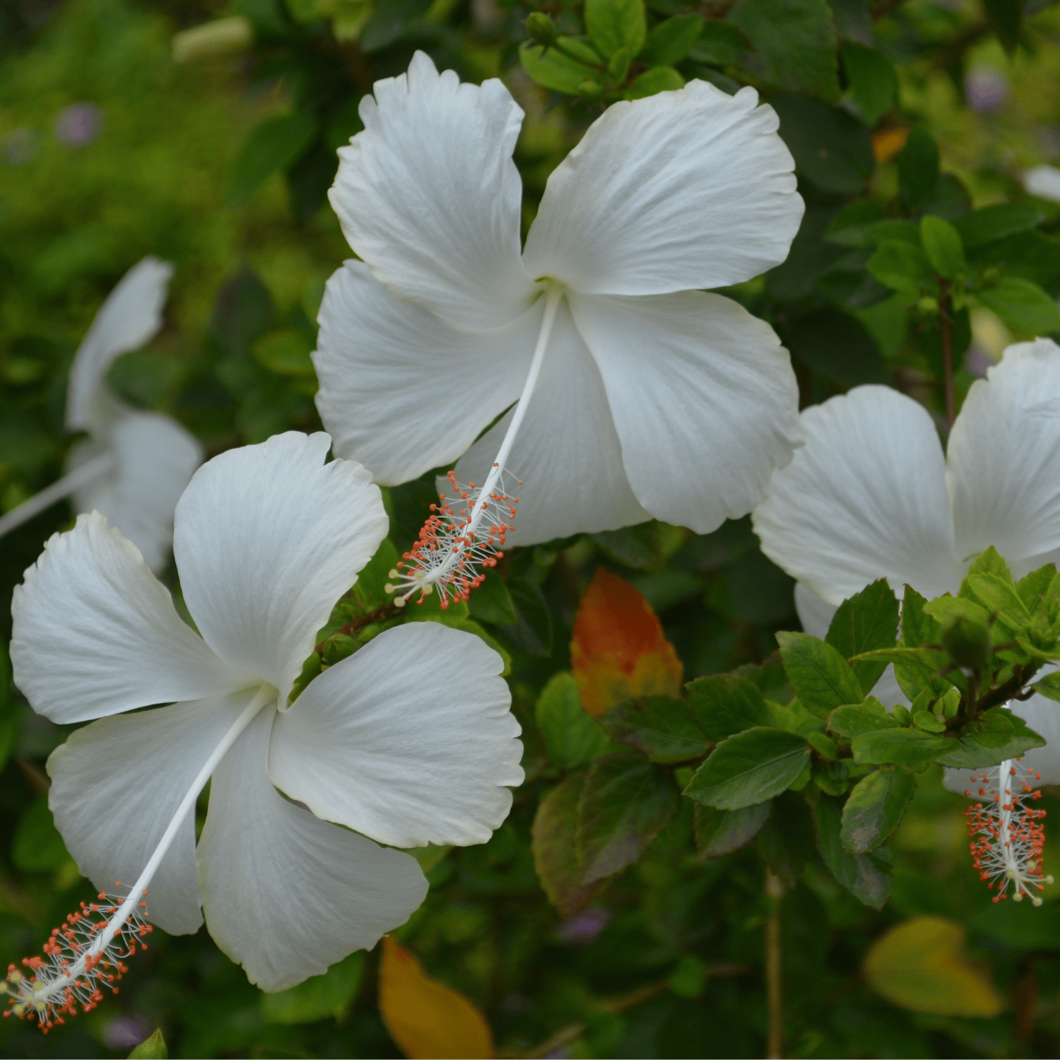 Desi white Hibiscus Flower Plant