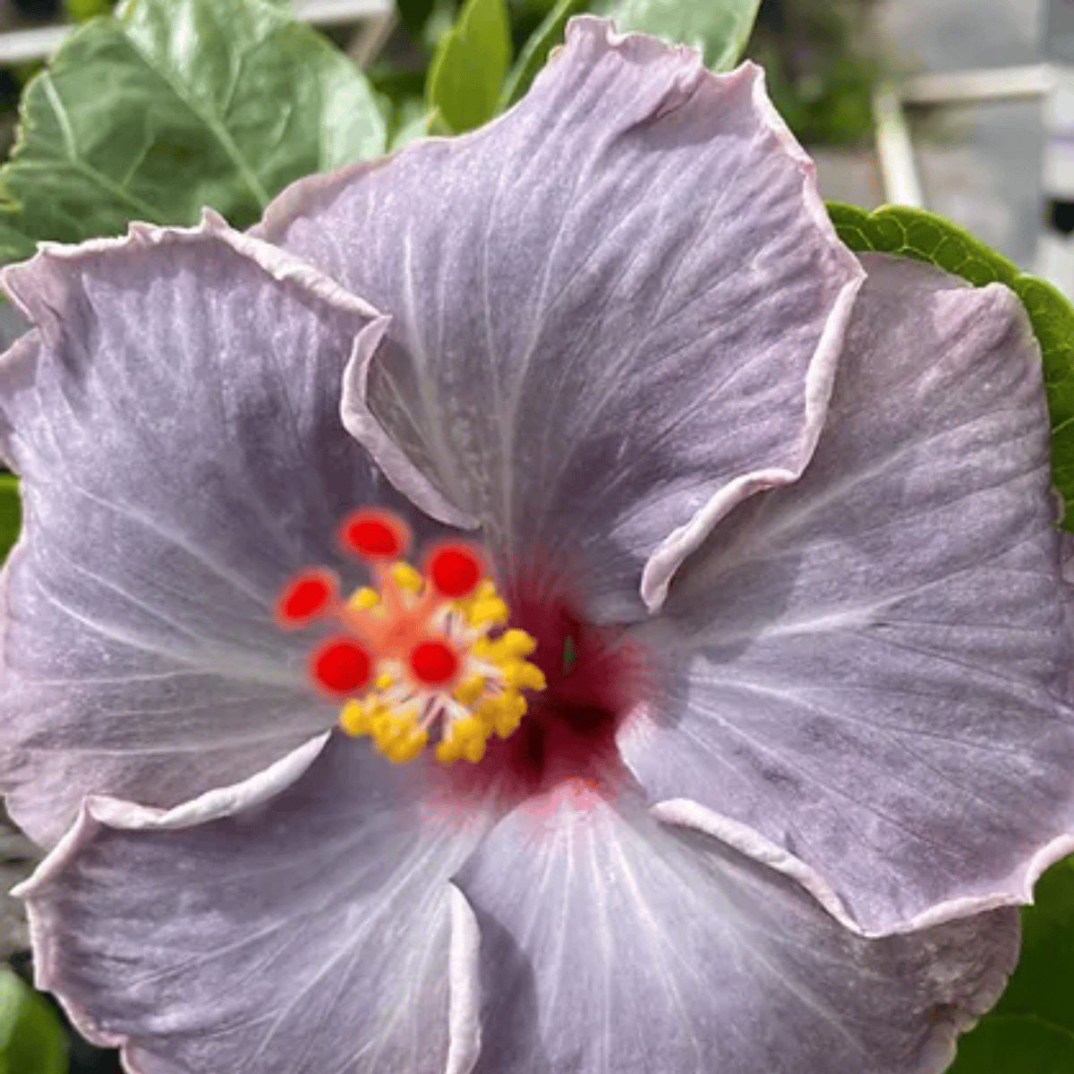 American Hibiscus Flower Live Plant