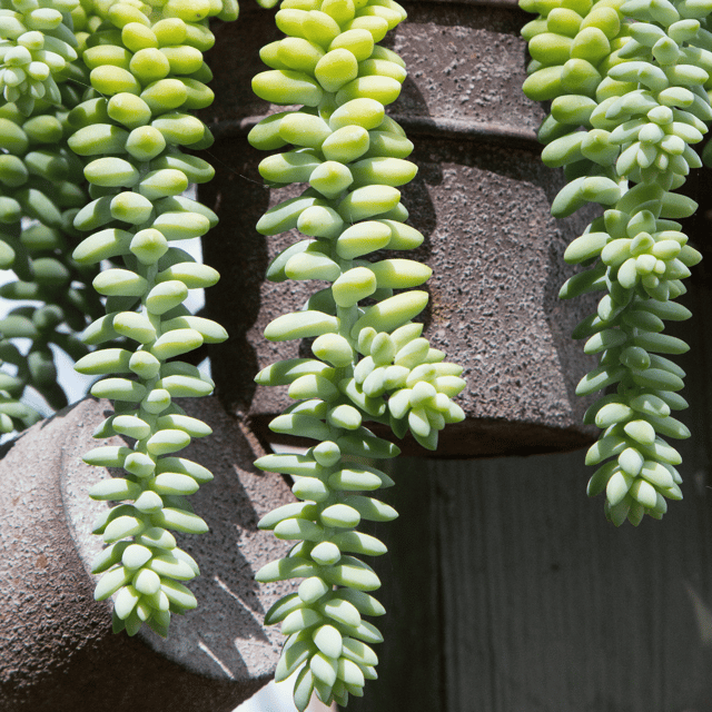 Burros Tail /Donkey Tail  Succulent Plant (Bare Rooted)