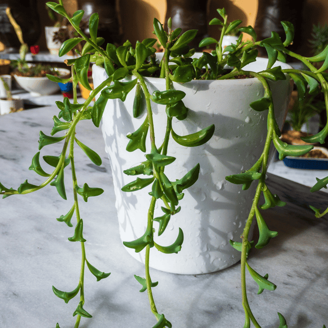 String Of Dolphins  Succulent Plant(Pot Not Included) (Bare Rooted)