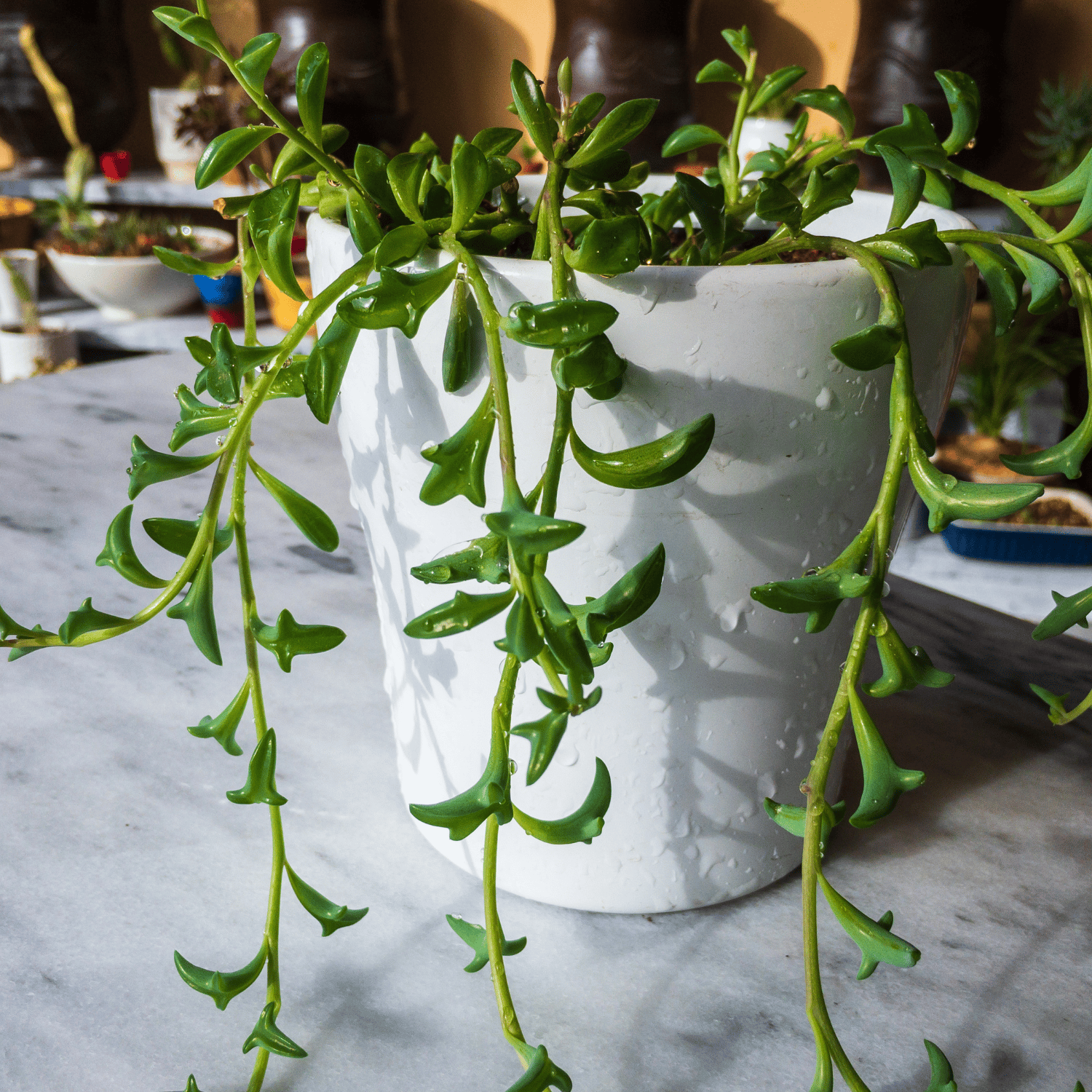 String Of Dolphins  Succulent Plant(Pot Not Included) (Bare Rooted)