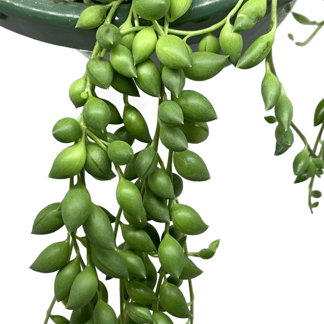String Of Tears Succulent Plant  (Bare Rooted)