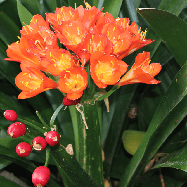 Clivia Flower Bulbs (1 Bulb)