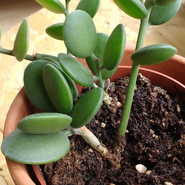 Dollar Succulent Plant (Bare Rooted)