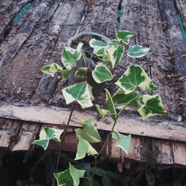 Wax Ivy Indoor Plant (Bare Rooted)