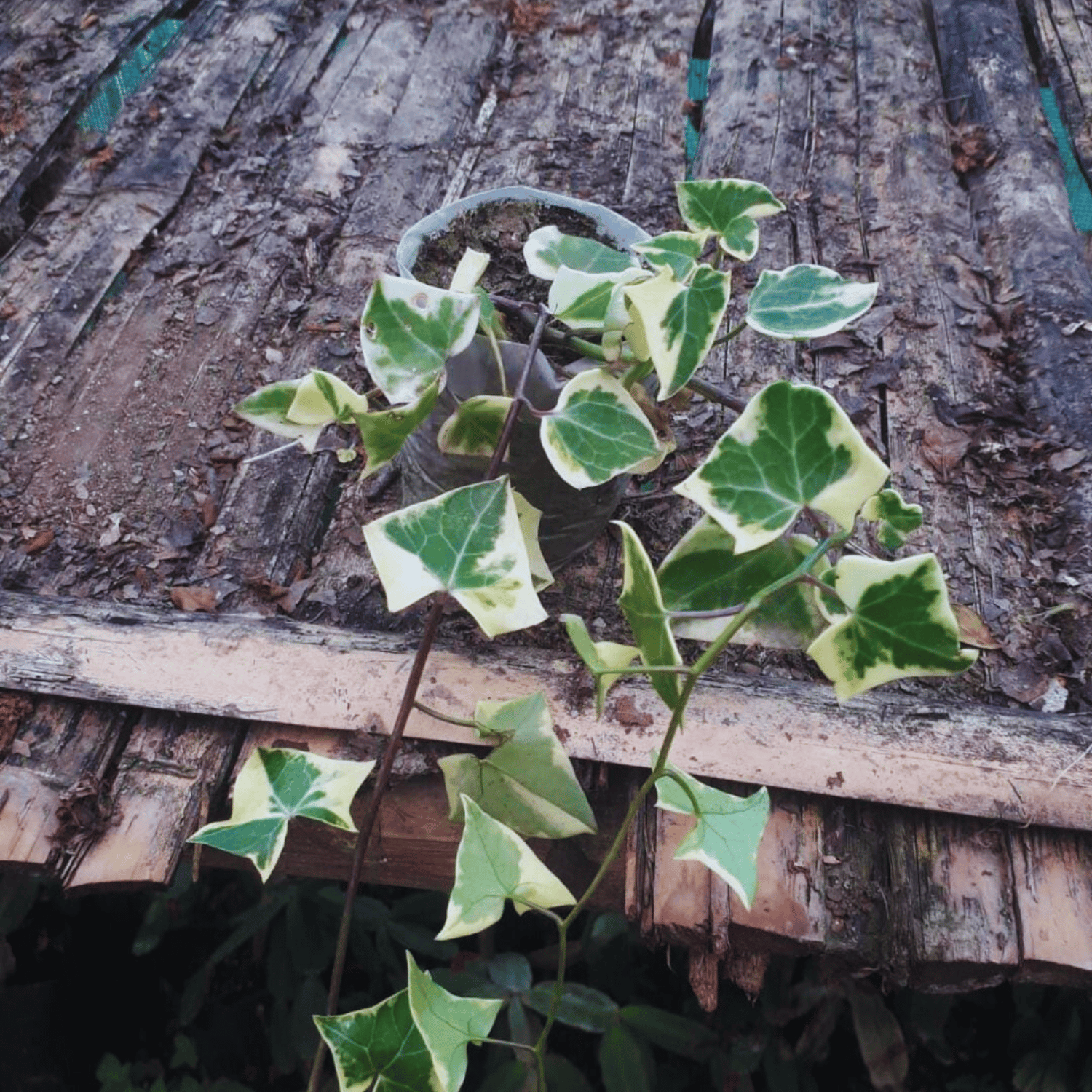 Wax Ivy Indoor Plant (Bare Rooted)