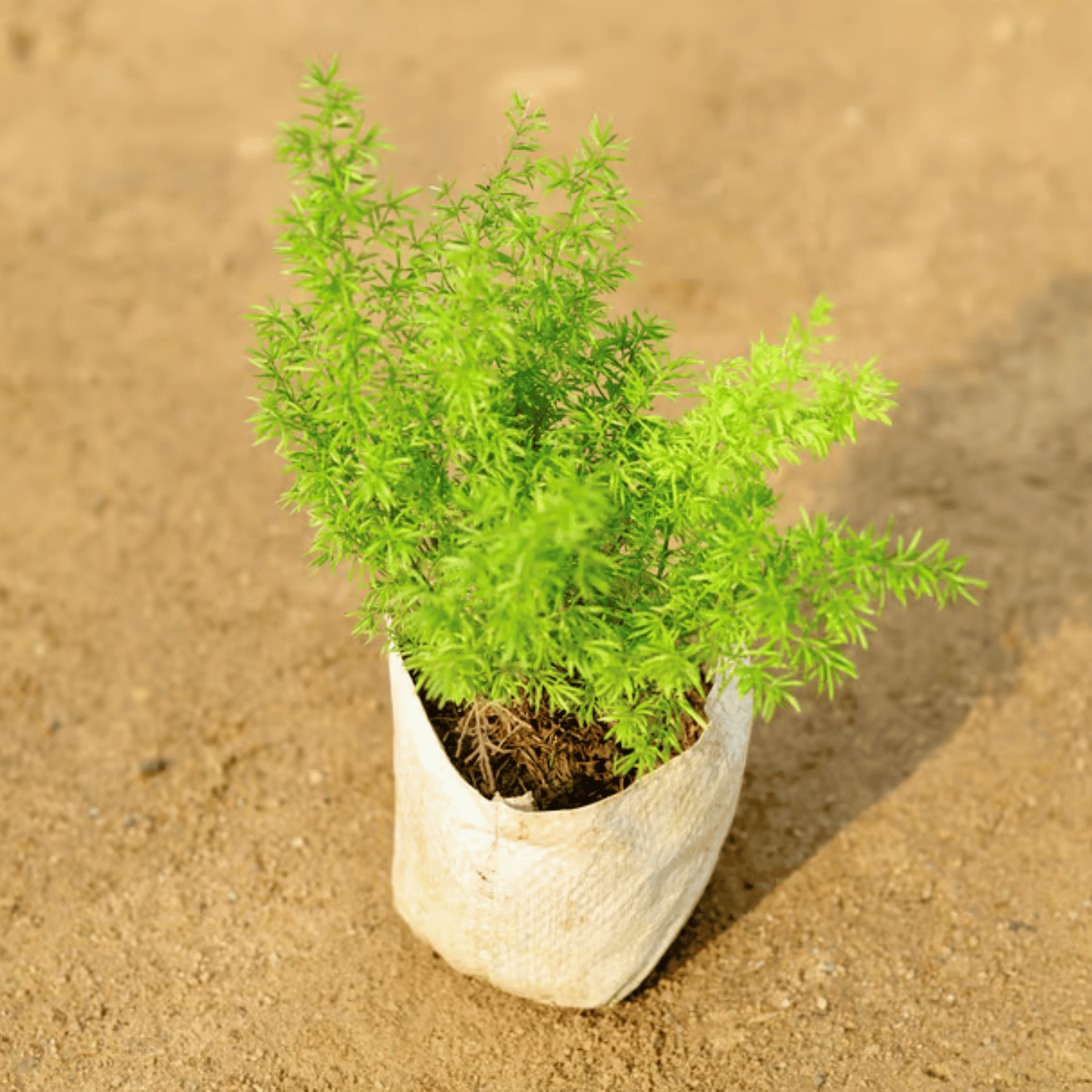 Foxtail Fer (Asparagus) Plant (Bare Rooted)