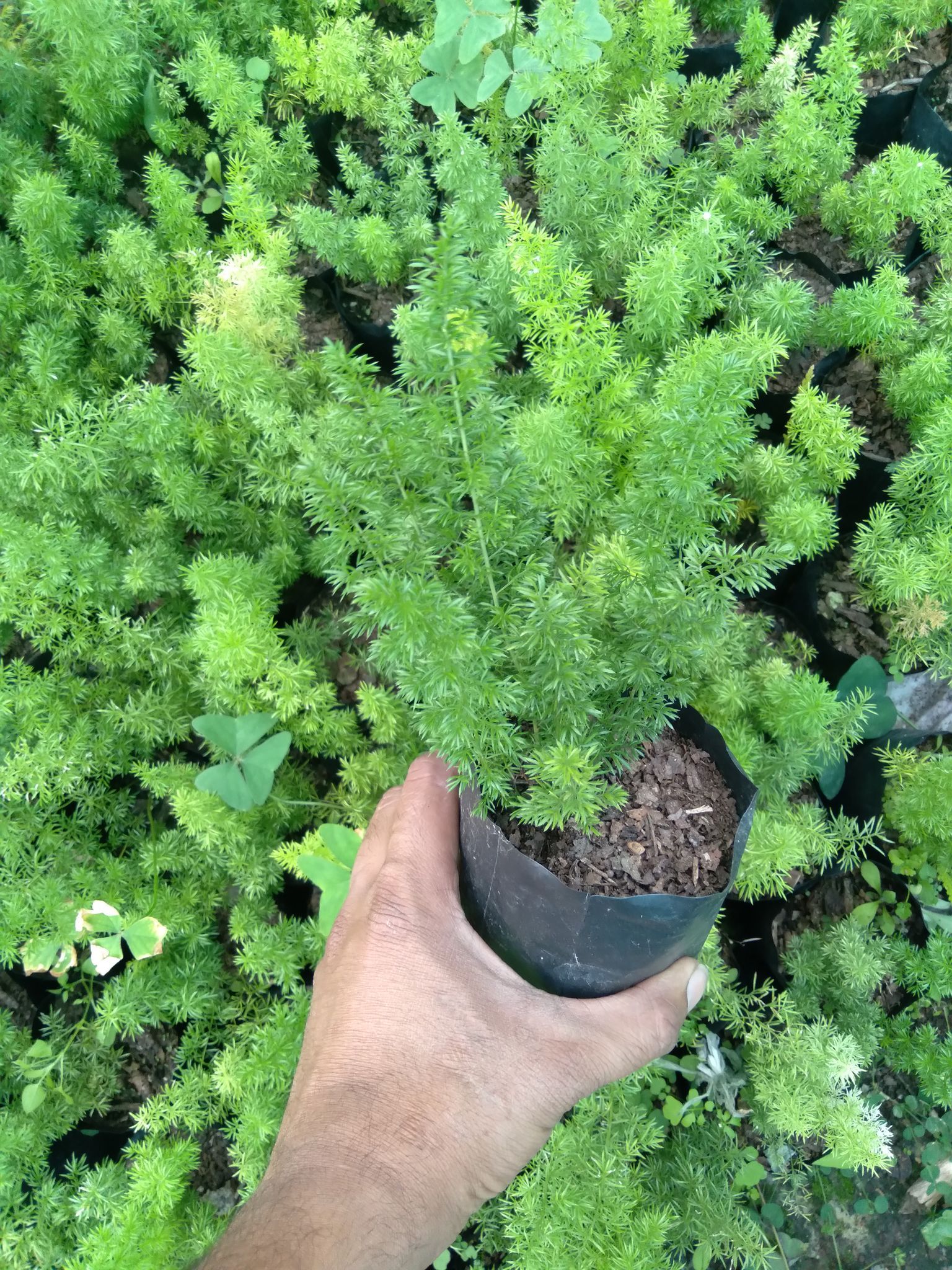 Foxtail Fer (Asparagus) Plant (Bare Rooted)