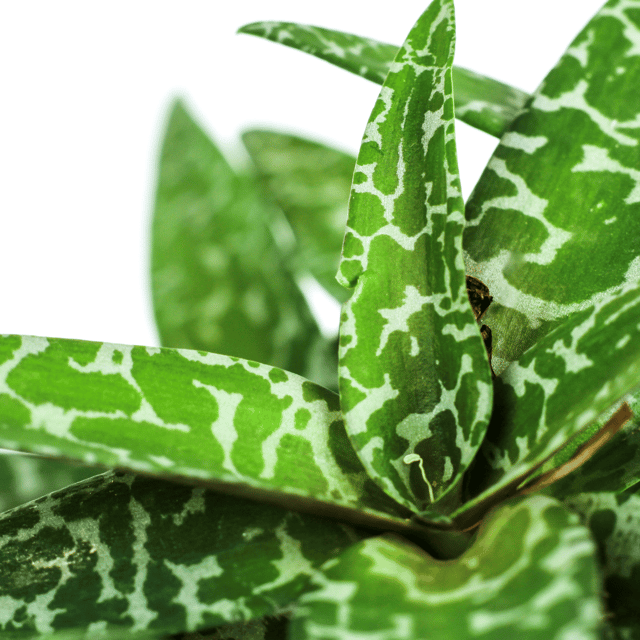 Leopard Squill / Ledebouria Succulent Plant - (Bare Rooted)