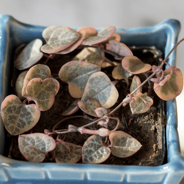 Variegated String Of Heart Indoor Flower Plant (Bare Rooted)