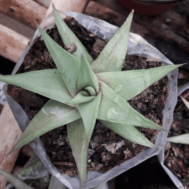 Haworthia Limifolia Succulent Plant  (Bare Rooted)