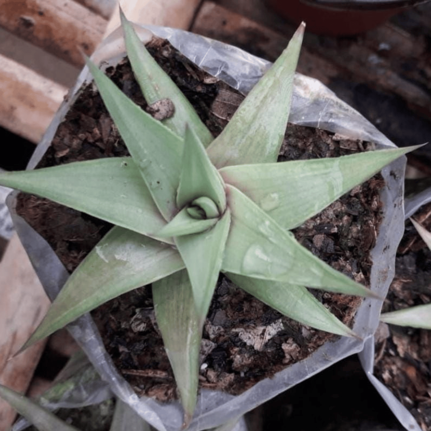 Haworthia Limifolia Succulent Plant  (Bare Rooted)