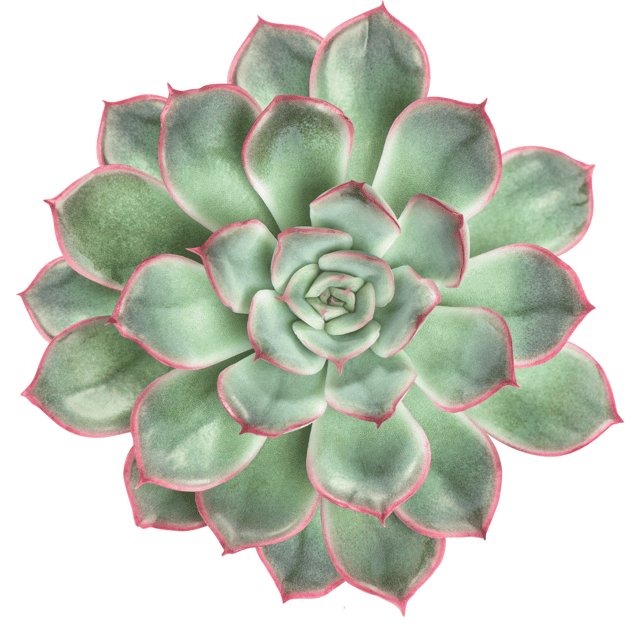 Echeveria Pulidonis Succulent Plant  (Bare Rooted)