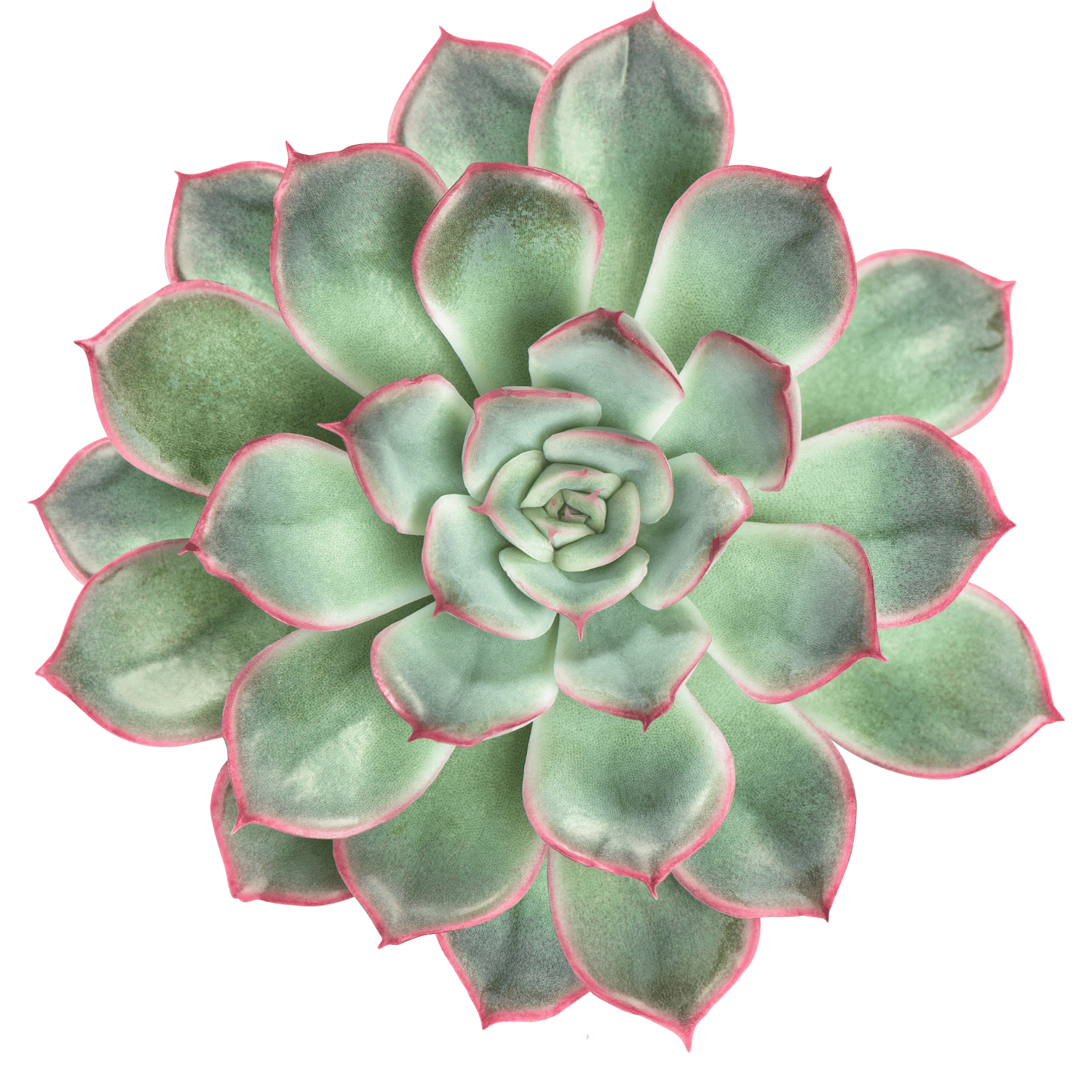 Echeveria Pulidonis Succulent Plant  (Bare Rooted)