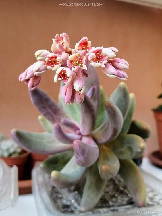Pachyphytum Ganzhou(Colourfull) Succulent Plant  (Bare Rooted)