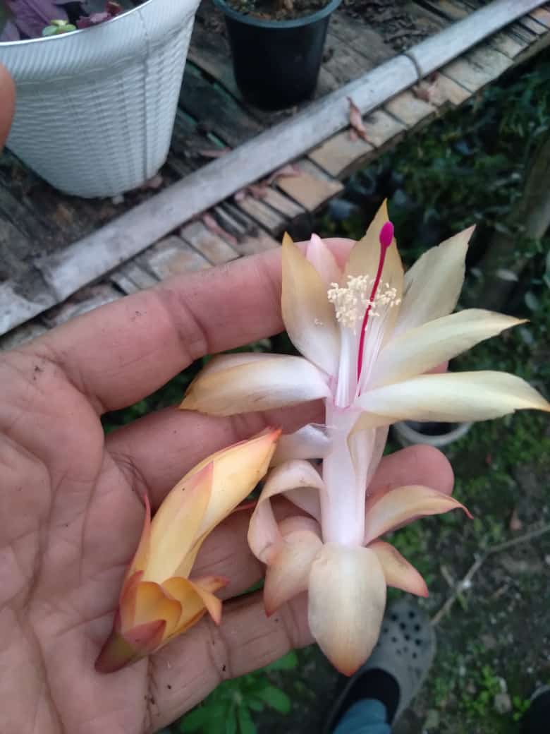 Christmas Cactus Flower- (Light Golden) (Bare Rooted)