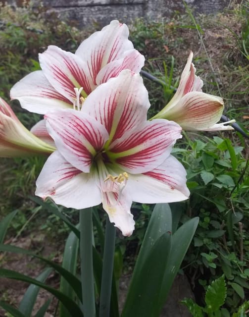 Striped Barbados lily (Armillary) Flower Bulbs (Bare Rooted)