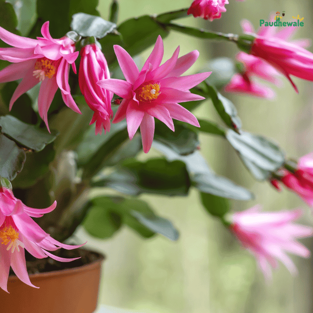 Pink Easter Christmas Cactus Flower Plant - (Bare Rooted)