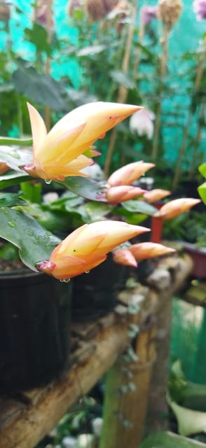 Christmas Cactus Flower (Golden) (Bare Rooted)