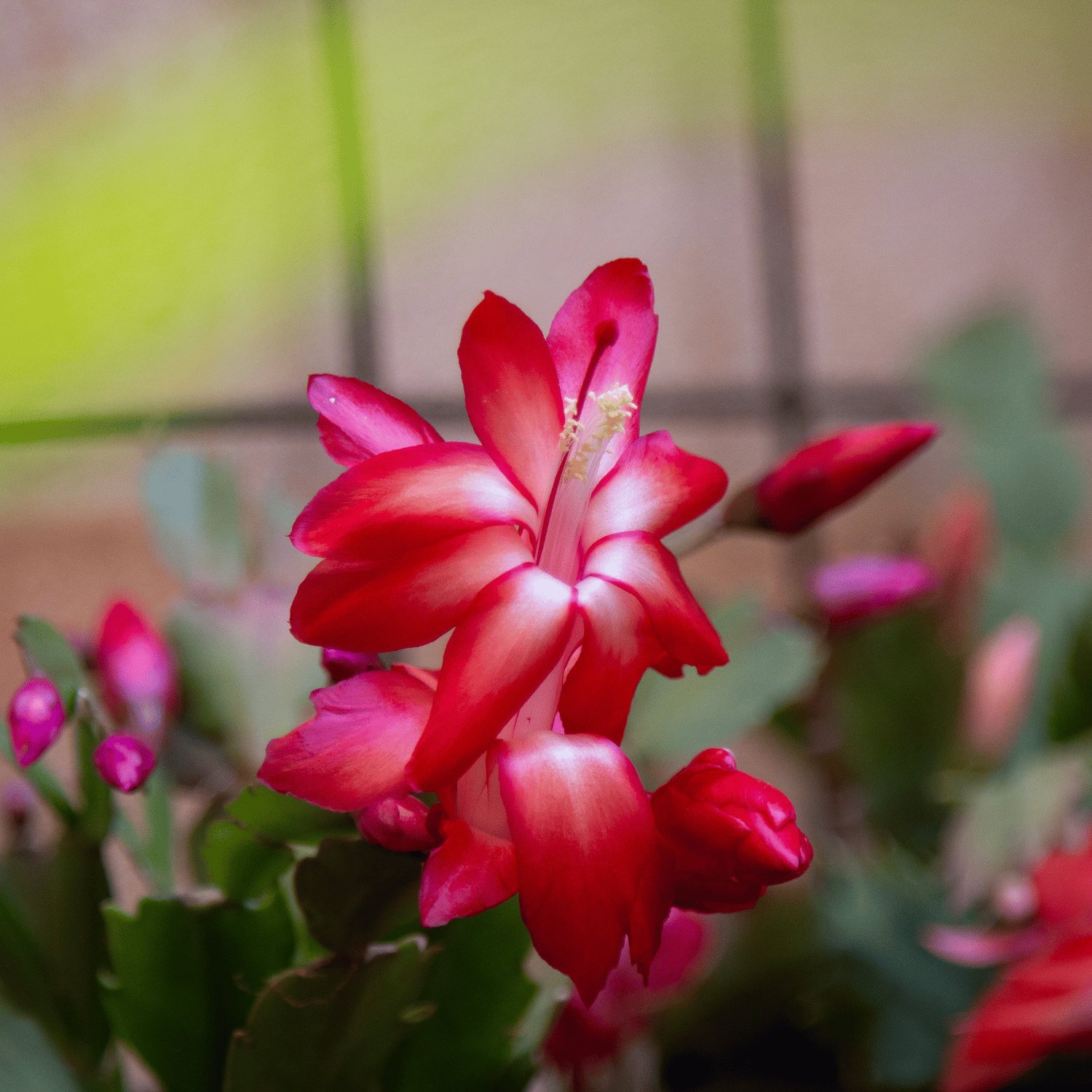 Christmas Cactus Flower Live Plant-(Red) (Bare Rooted)
