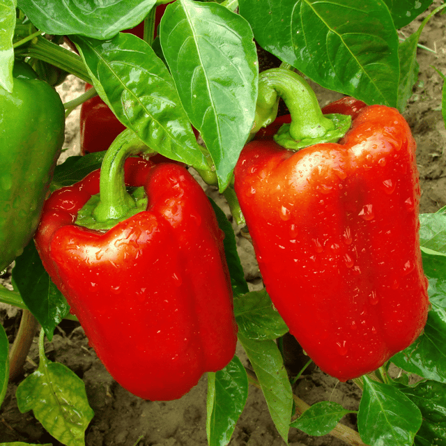 Organic (Desi) Capsicum(Red) Seeds(Pack Of - 20 Seeds)
