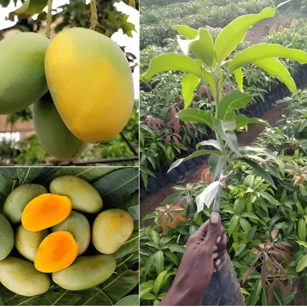 Aamrapali Mango Fruit Plant & Tree (Grafted)
