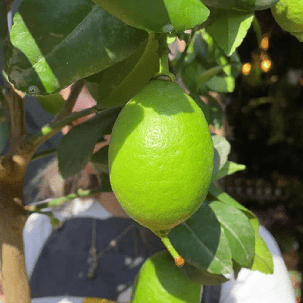 All Time Kagzi Lemon Live Plant (Grafted)
